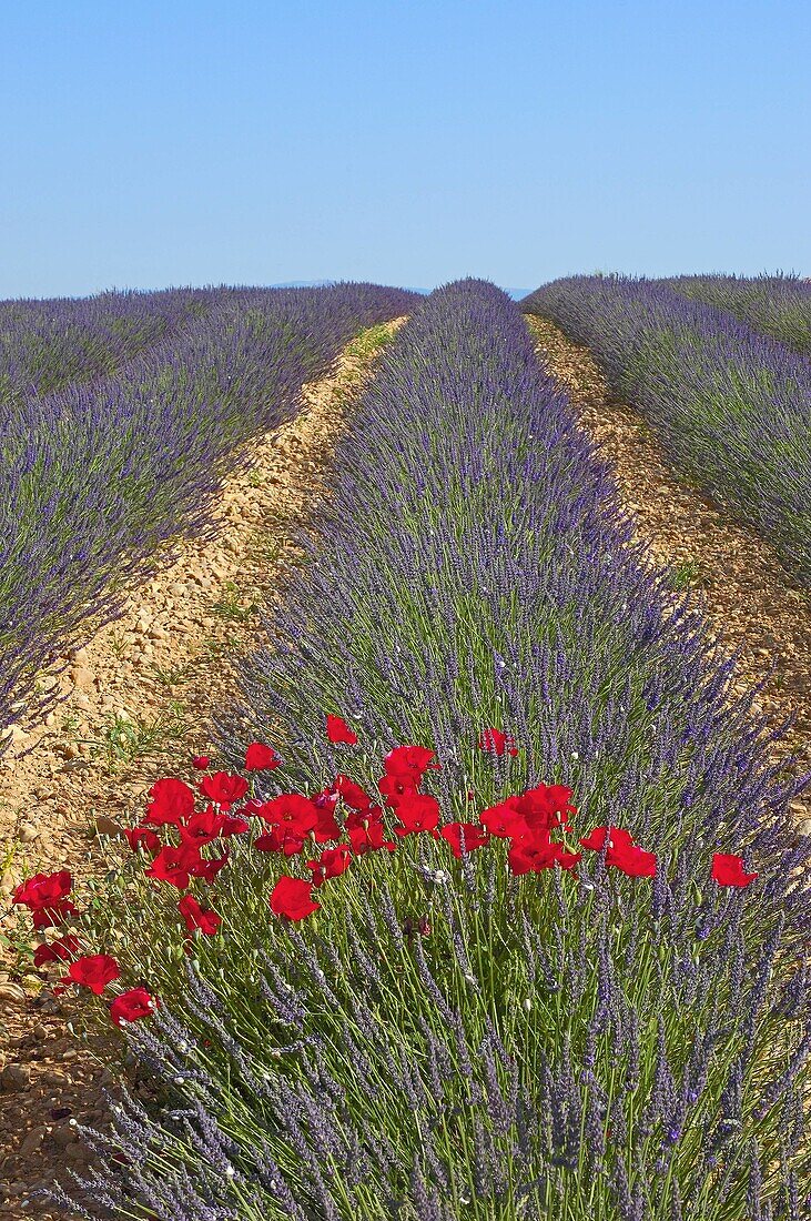 Lavender field in full blossom at Valensole plateau. Alpes-de-Haute-Provence, France