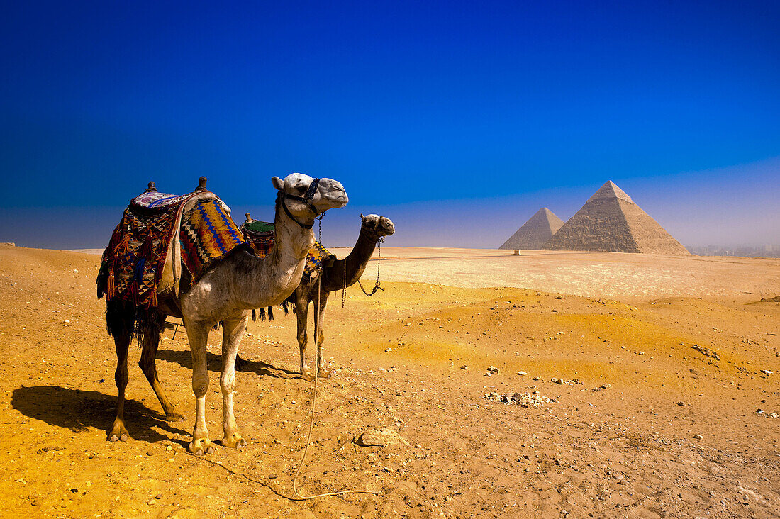 Camels at the Great Pyramids of Giza, outside Cairo, Egypt