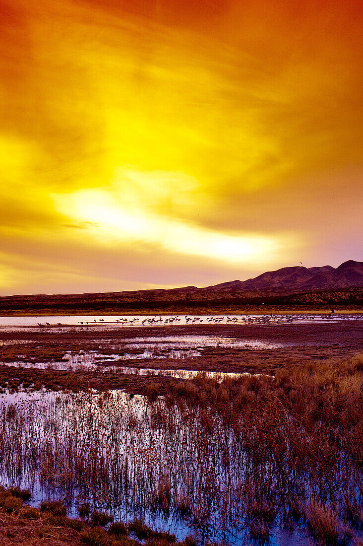 Sandhill Cranes at sunset, Bosque del Apache National Wildlife Refuge, near Socorro, New Mexico USA