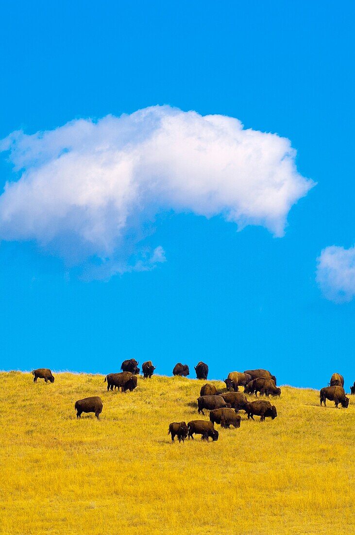 American bison American buffalo, Custer State Park, Black Hills, South Dakota USA