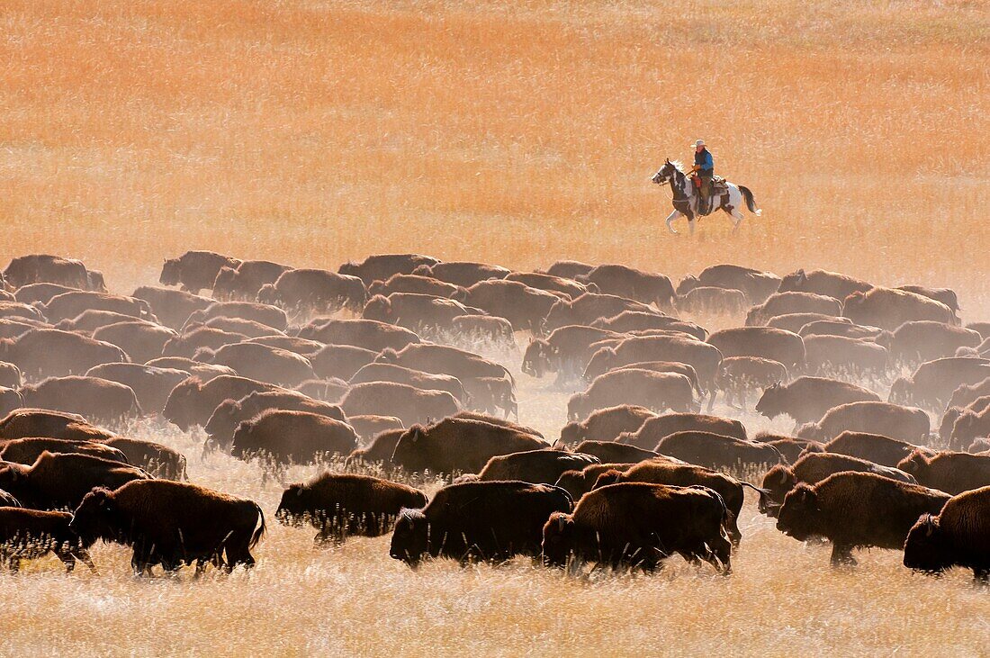 44th annual Buffalo roundup, Custer State Park, Black Hills, South Dakota USA