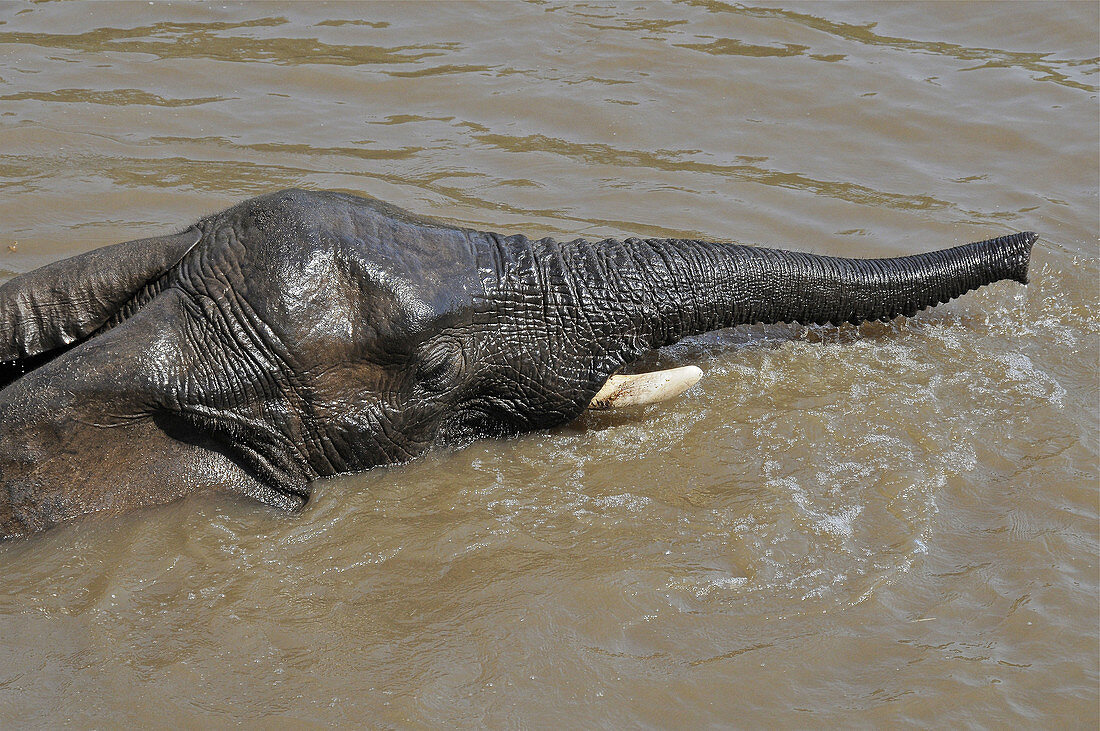 Afrique du Sud, Mpumalonga, parc Kruger, bain des elephants