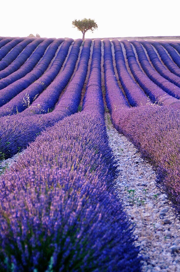 France, Alpes-de-haute-provence, champs de lavande sur le plateau de Valensole