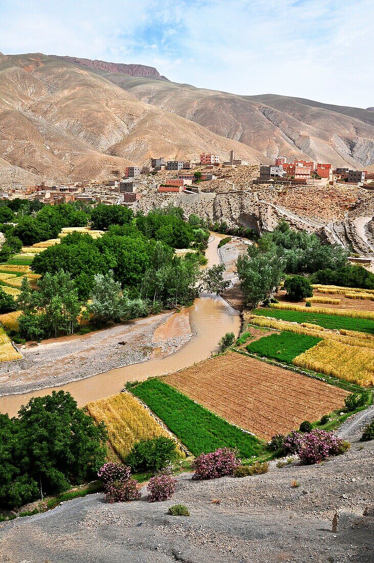 Maroc, Haut-Atlas, la vallée du Dadès, dites vallée des Kasbah, culture de céréales