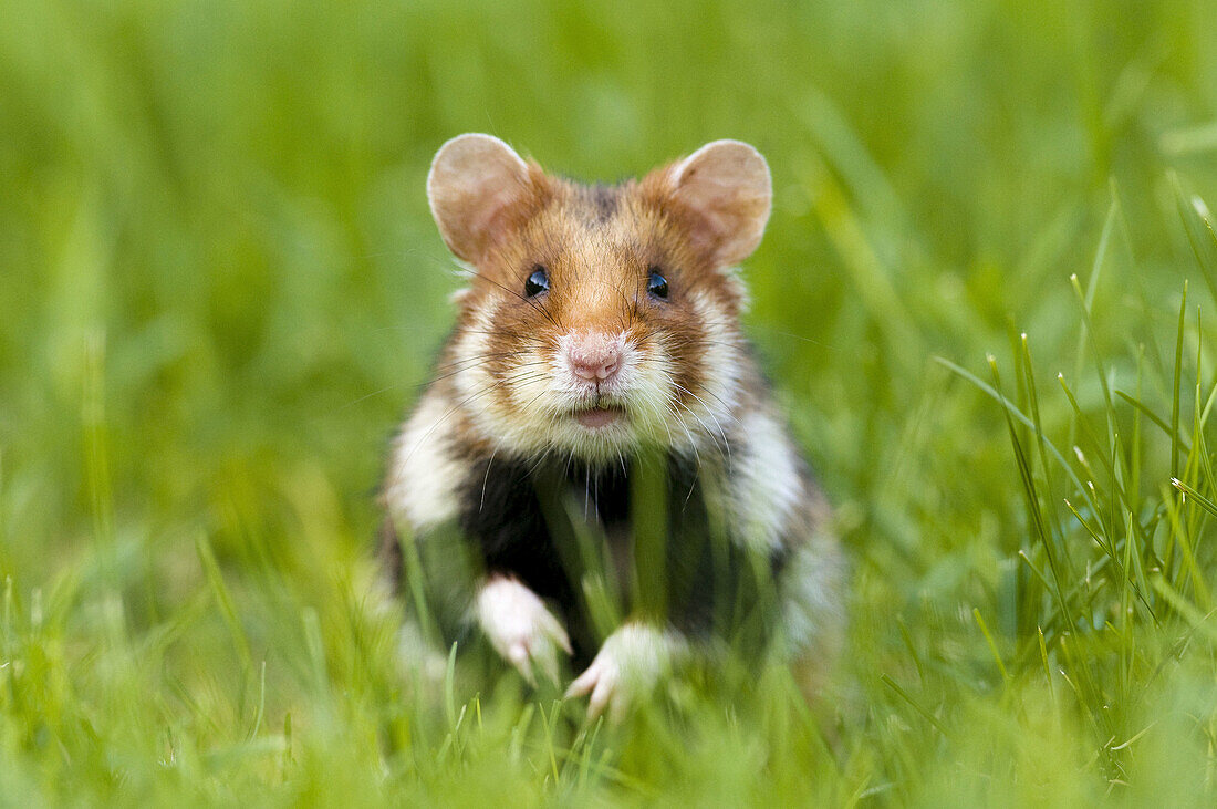 Common hamster  Cricetus cricetus), standing in grass, urban biotope in the city of Vienna, Austria