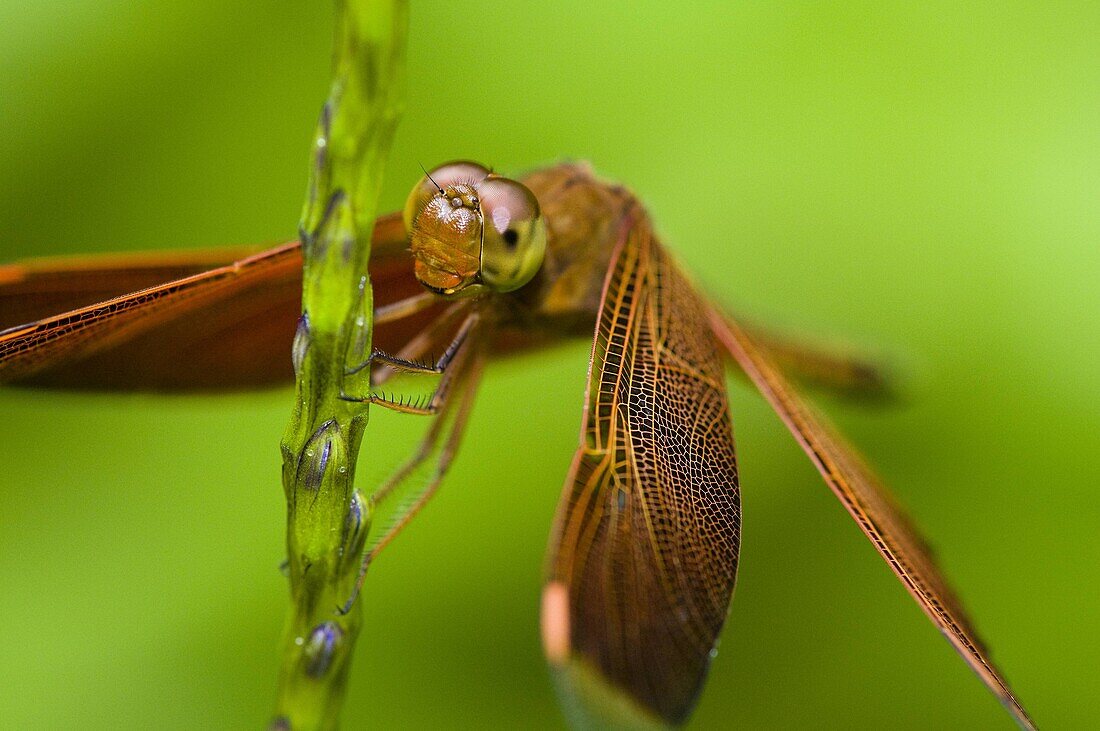 Dragonfly sp  Poring rainforest Sabah Borneo Malaysia