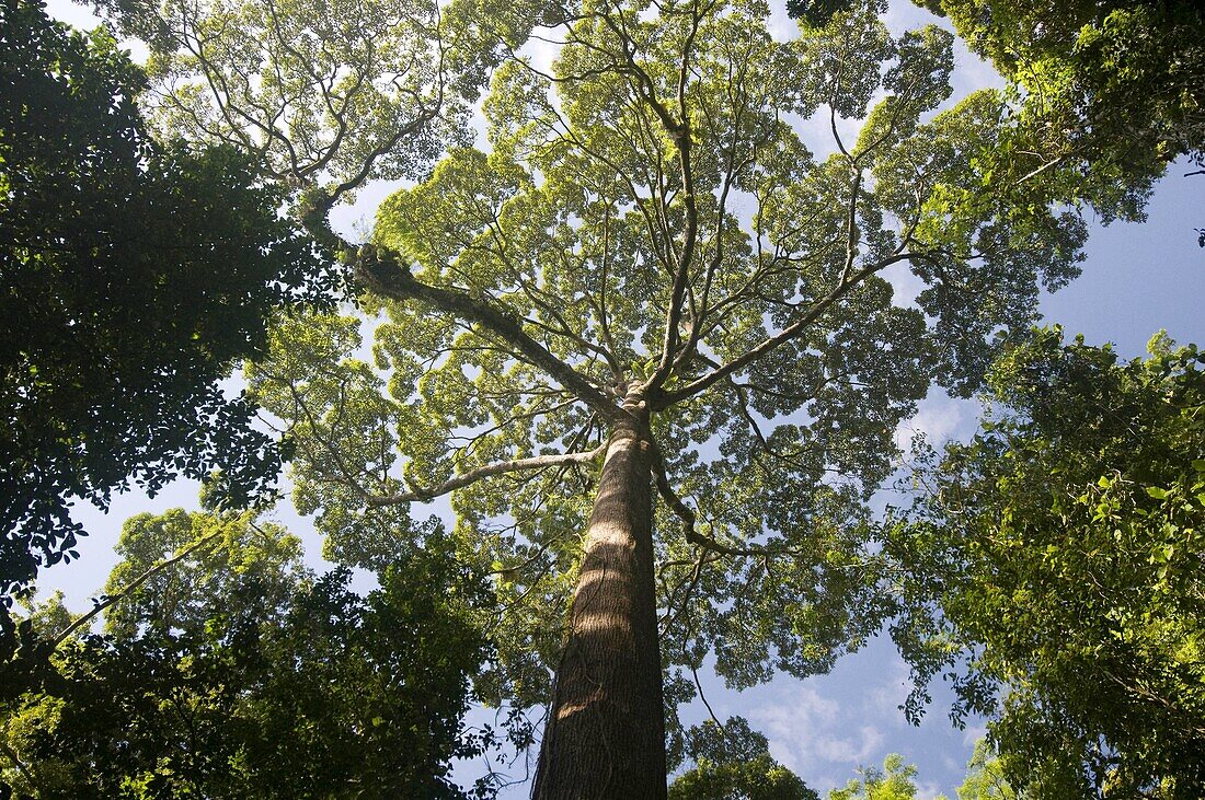 Poring rainforest canopy Sabah Borneo Malaysia