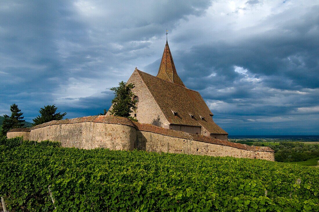 Hunawihr, fortified medieval church in the vineyards, Alsace