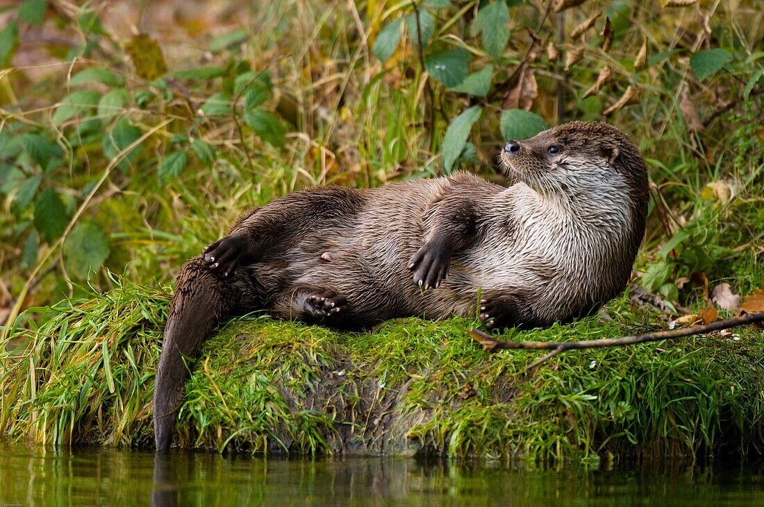 Otter  Lutra lutra), lying on the bank of a water pond, Bavaria, Germany