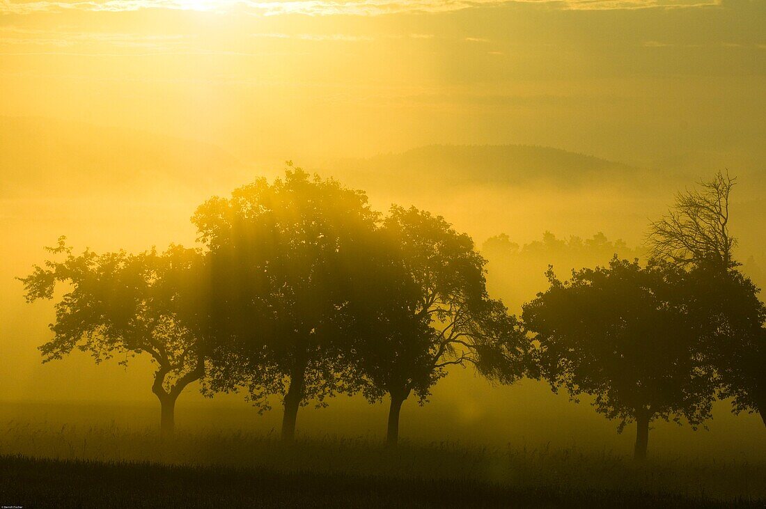 Orchard, fruit trees at sunrise in morning fog, Franconian Switzerland, Bavaria, Germany
