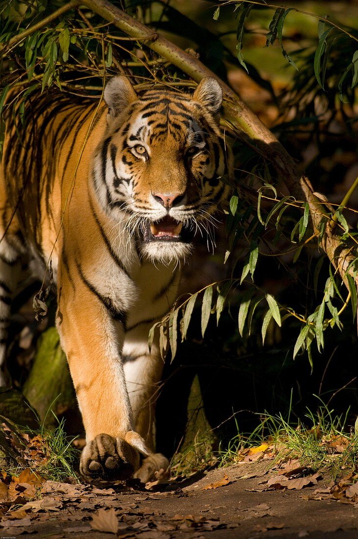 Siberian Tiger, Panthera tigris altaica , walking , Bamboo thicket, Zoo of Nuremberg , Bavaria , Germany