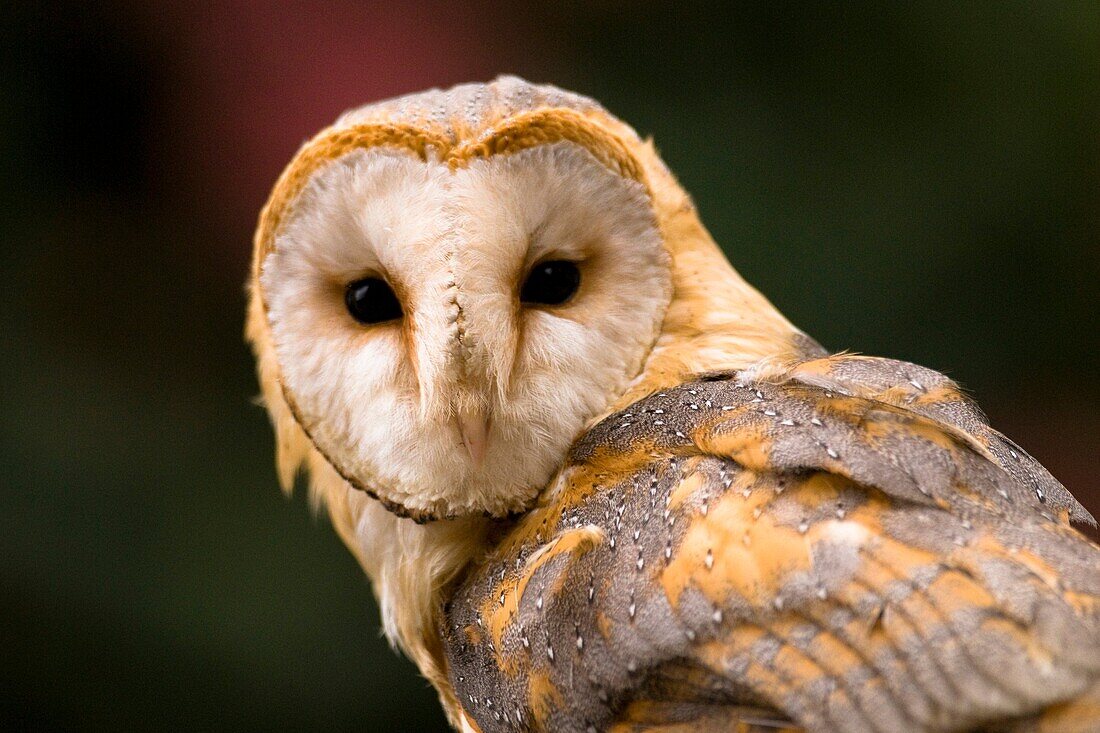 Barn Owl  Tyto alba), portrait, Alsace, France