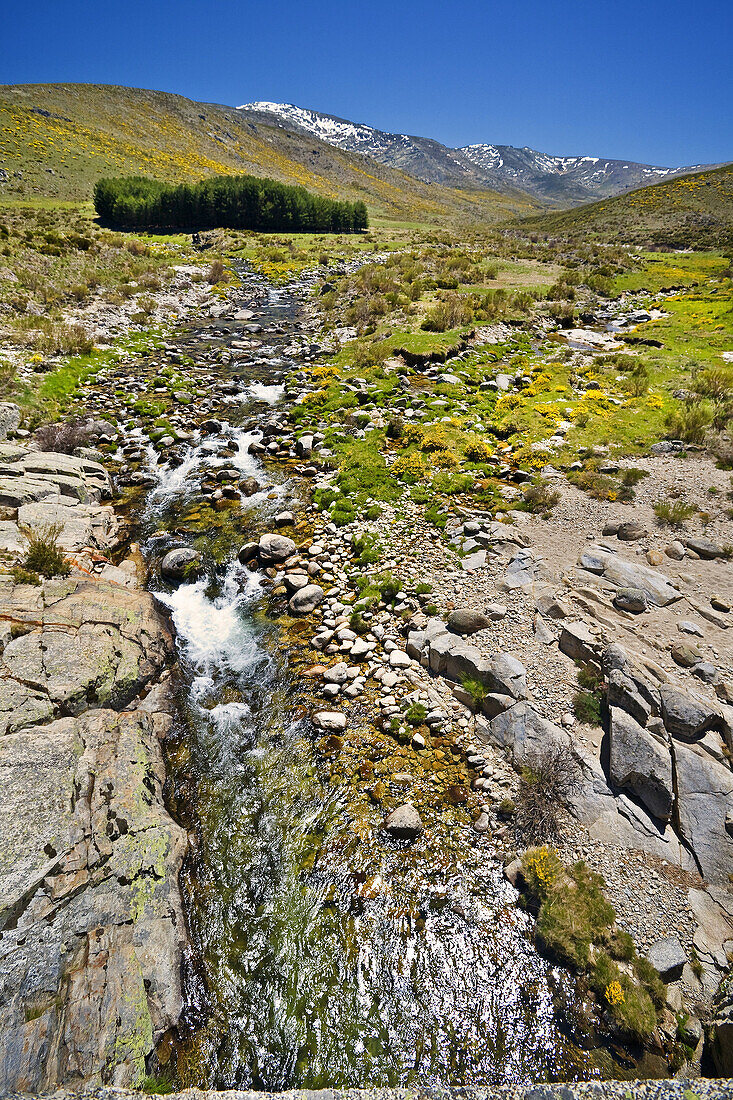 Garganta del Barbellido. Sierra de Gredos. Castilla León. España.