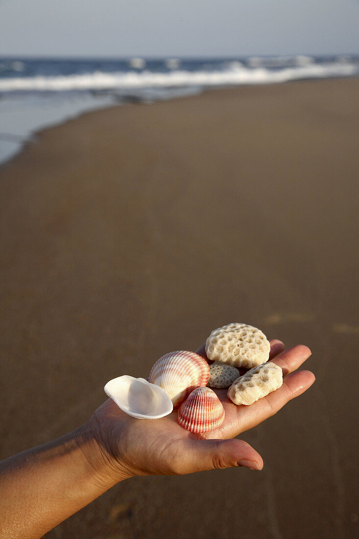 Shells and corals collected from pristine beach of Maputalan coast near Rocktail Bay Lodge, Kosi Bay. KwaZulu Natal, South Africa