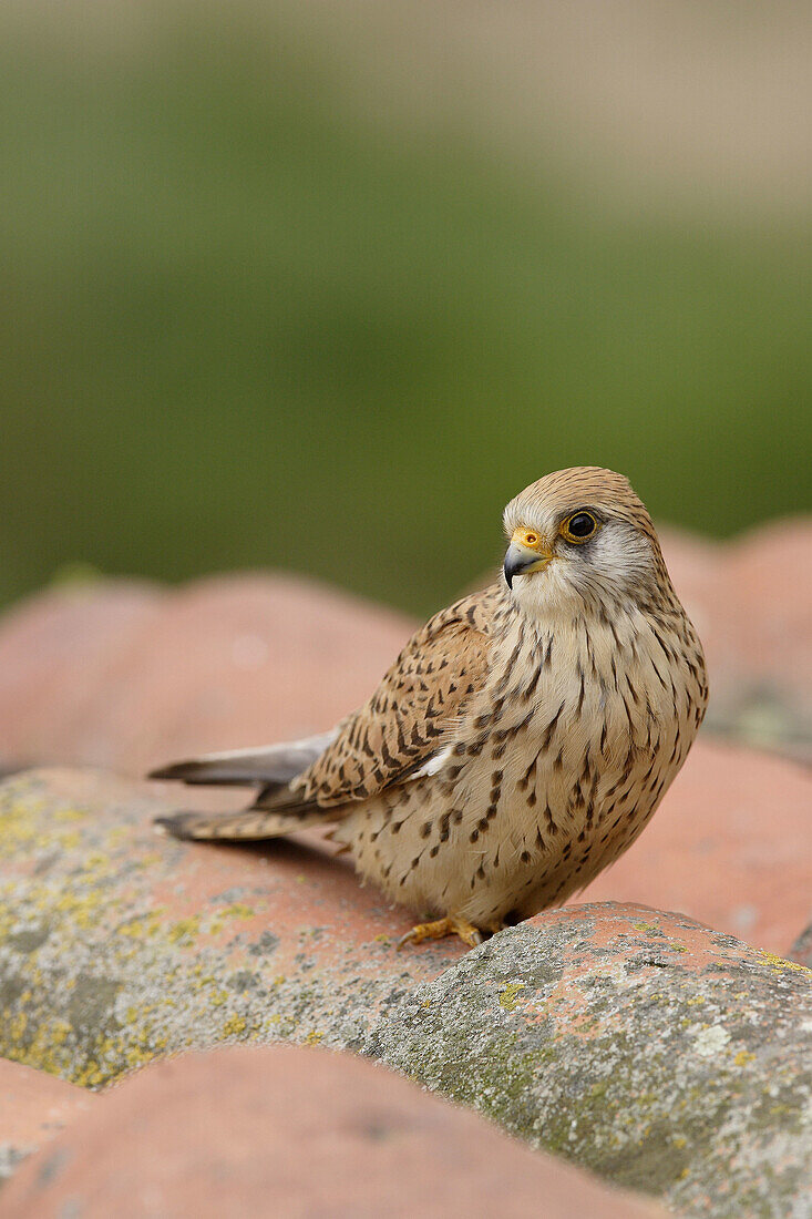 Lesser Kestrel  Falco naumanni), female. La Serena, Extremadura, Spain