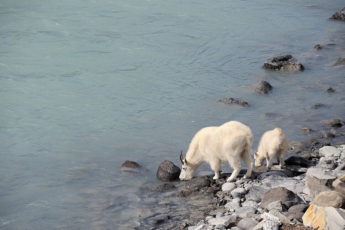 Mountain goat Oreamnos americanus mother and kid driking water in Jasper National Park  Rocky Mountains, Alberta, Canada