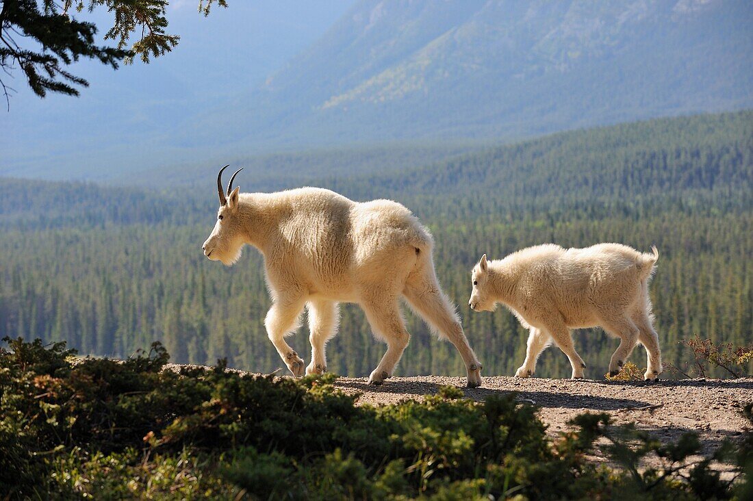 Mountain goat Oreamnos americanus mother and kid in Jasper National Park  Rocky Mountains, Alberta, Canada