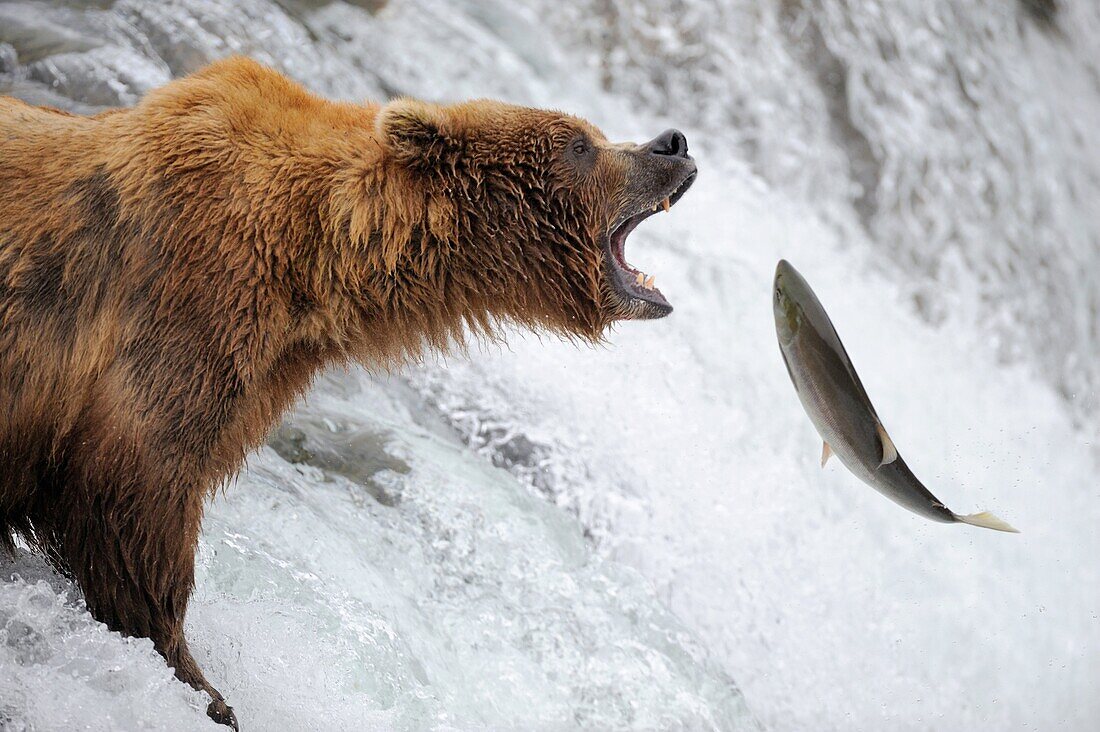 Grizzli bear Ursus arctos horribilis catching salmon in Brooks river, Katmai National Park, Alaska, USA