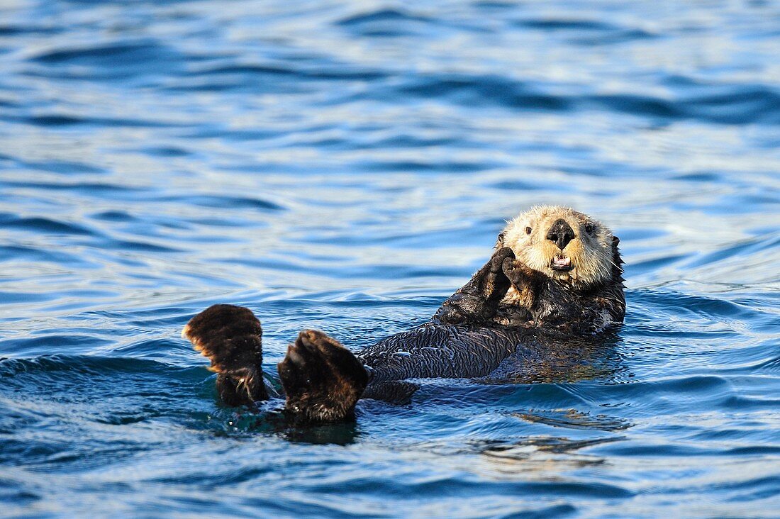 Sea otter swim on her back Enhydra lutris Kodiak Island, Alaska, USA