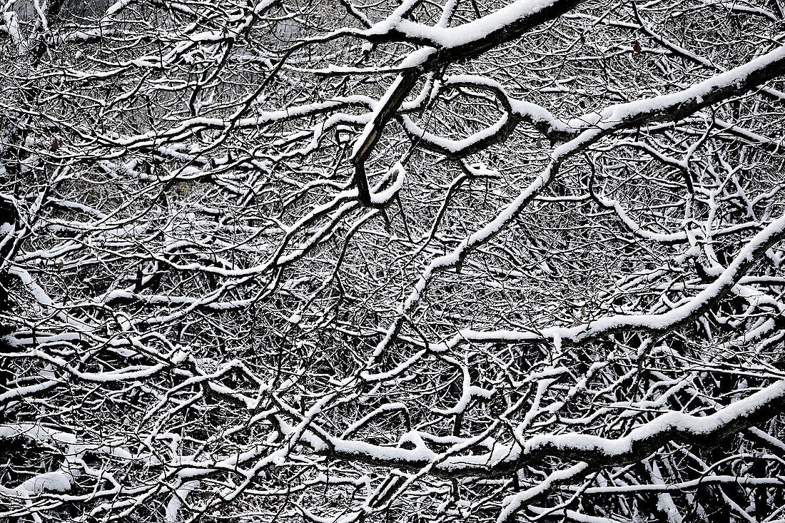 france, île de france, vallée de chevreuse : arbre sous la neige