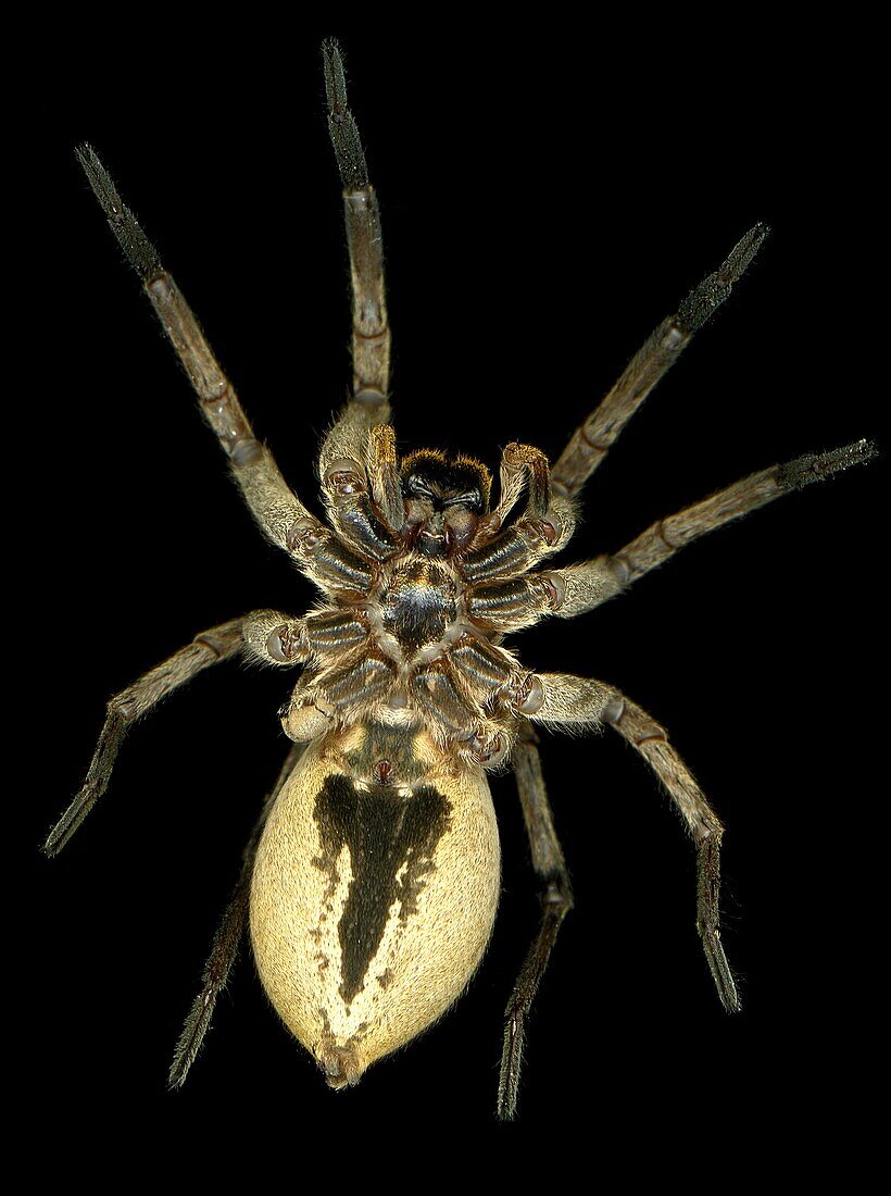 21 mpix Face ventrale d´une Araignée en été Vaucluse France- Studio