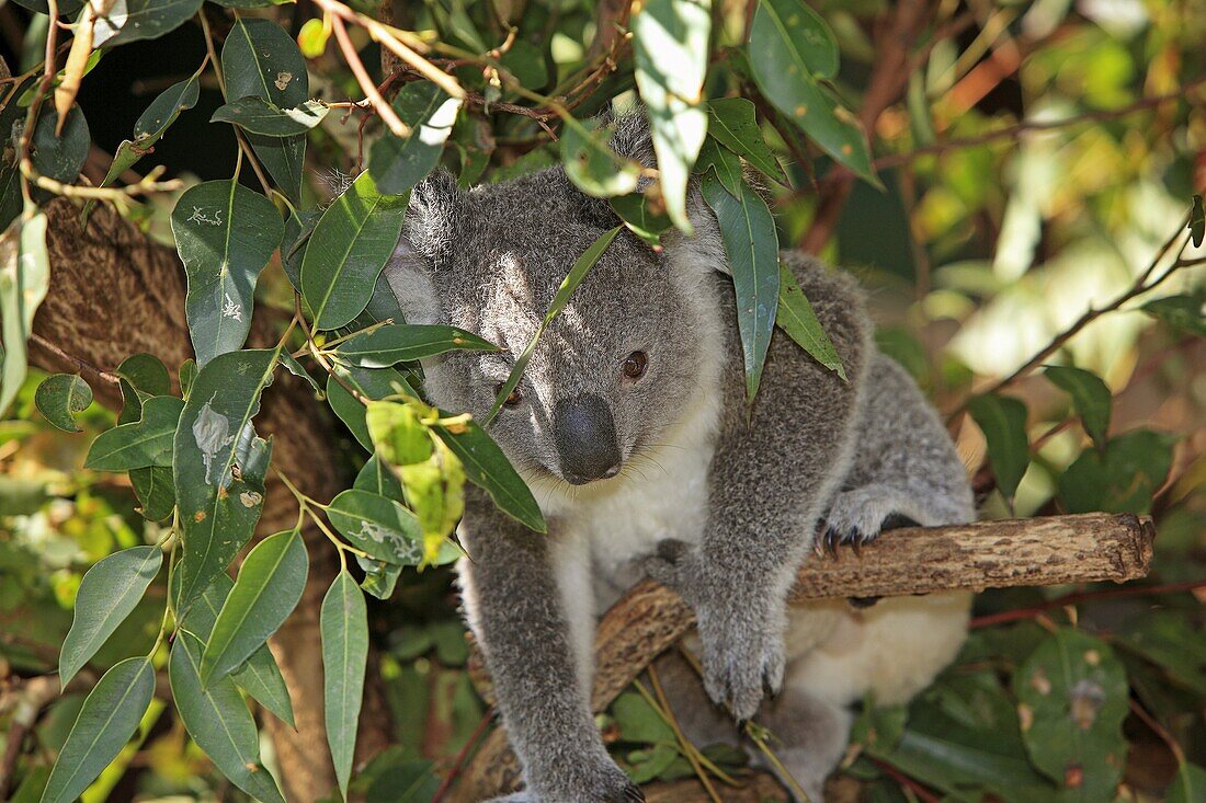 koala cendre Koala Phascolarctos cinereus Queensland  Australia Order: Diprotodontia Family: Phascolarctidae