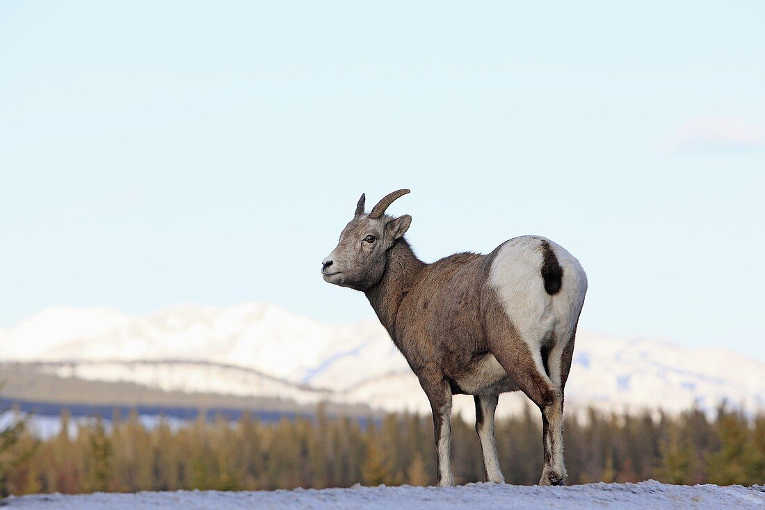 mouflon canadien Rocky Mountain Bighorn Sheep Ovis canadensis canadensis Ordre Artiodactyla Famille Bovidae