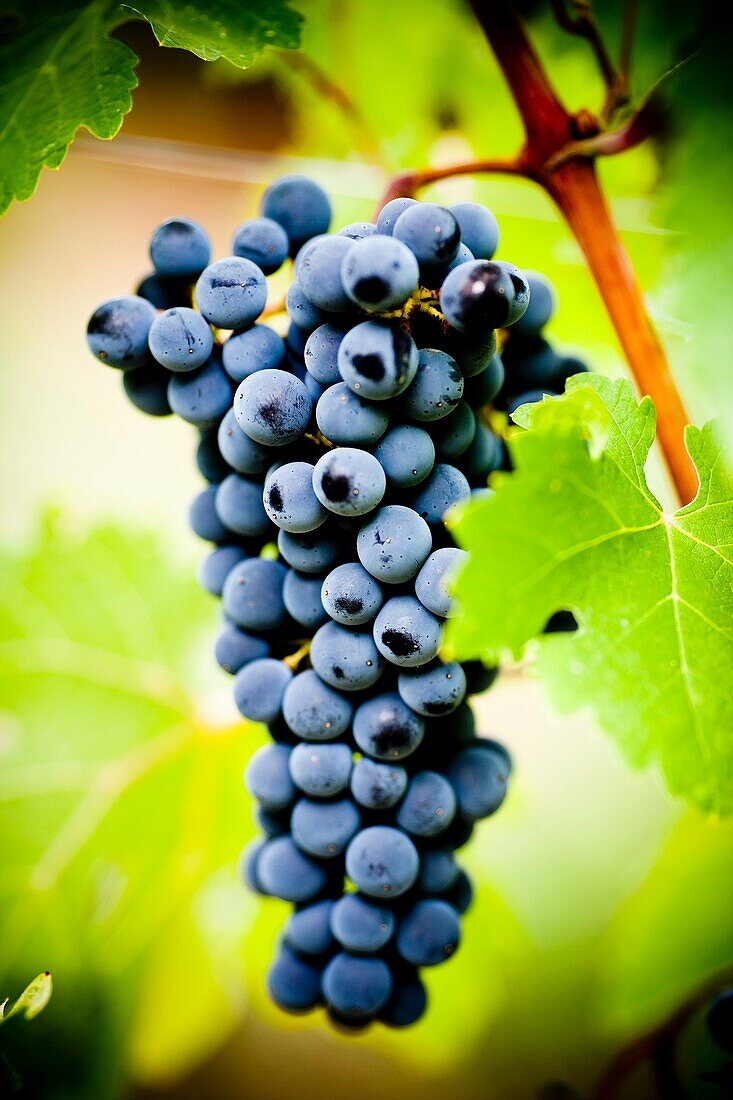 Grapes from the Priorat region  Designation of origin or wine appellation  Quality wines  Catalonia