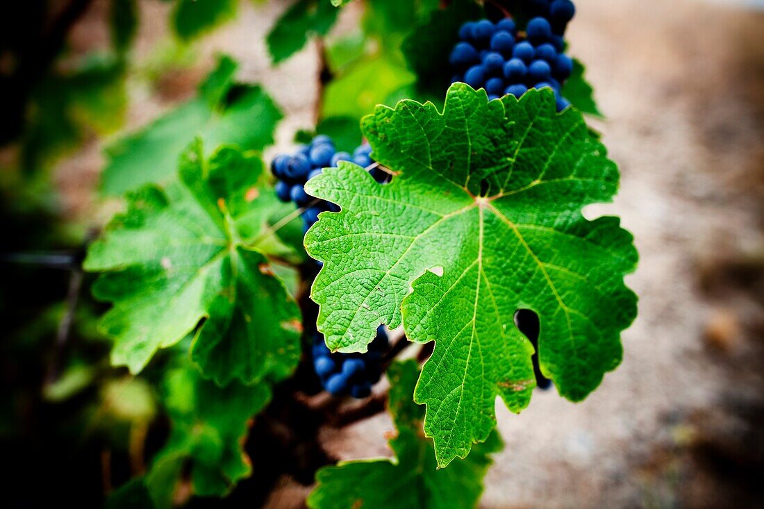 Grapes from the Priorat region  Designation of origin or wine appellation  Quality wines  Catalonia, Spain