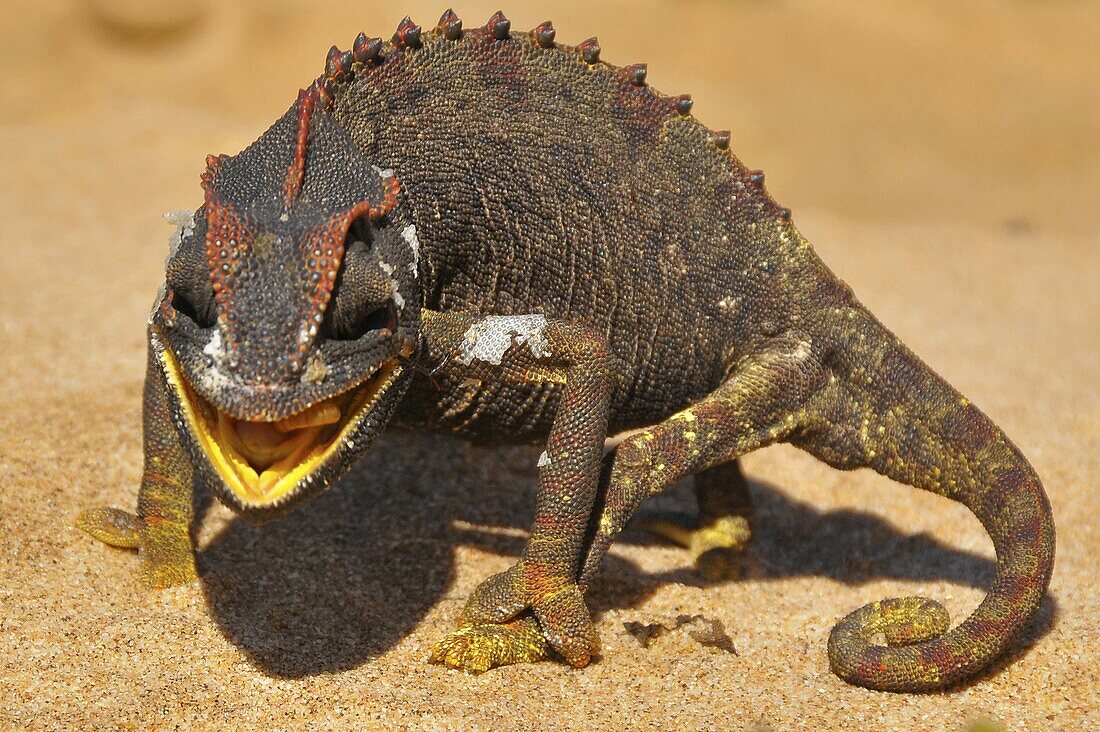 Namaqua chameleon eating a worm in the desert along the Skeleton Coast in Namibia