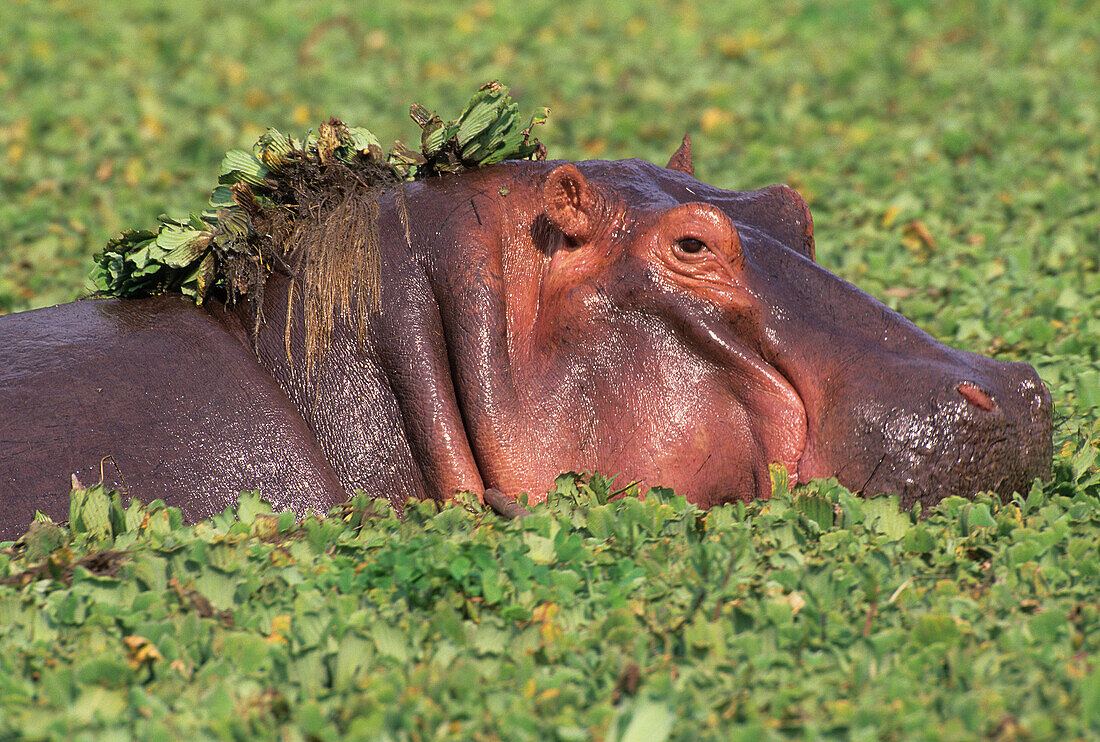 Hippopotamus Hippopotamus amphibius swimming in pond covered with green leaves
