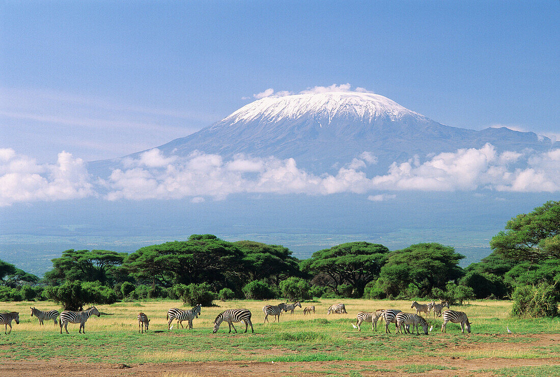Grant´s Zebras Equus burchelli boehmi and Kilimanjaro in hte back