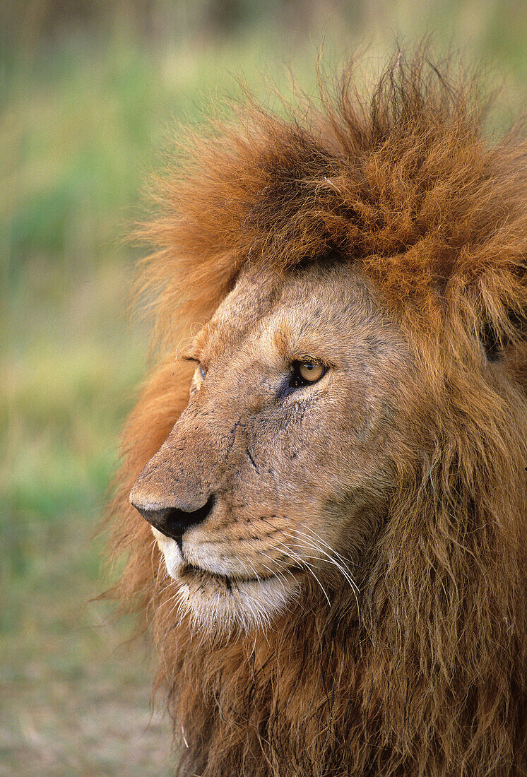 adult male Lion, Panthera leo