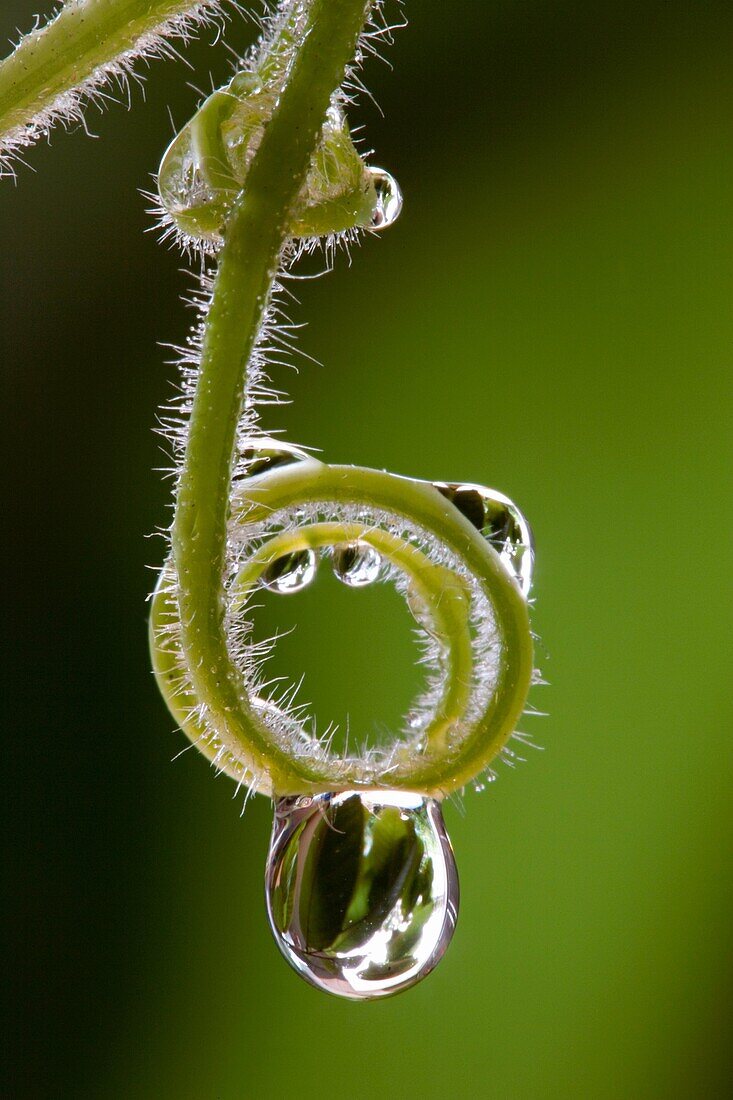 Dew Drop on a vine in the rain forest of Asia, Phukradung NP.