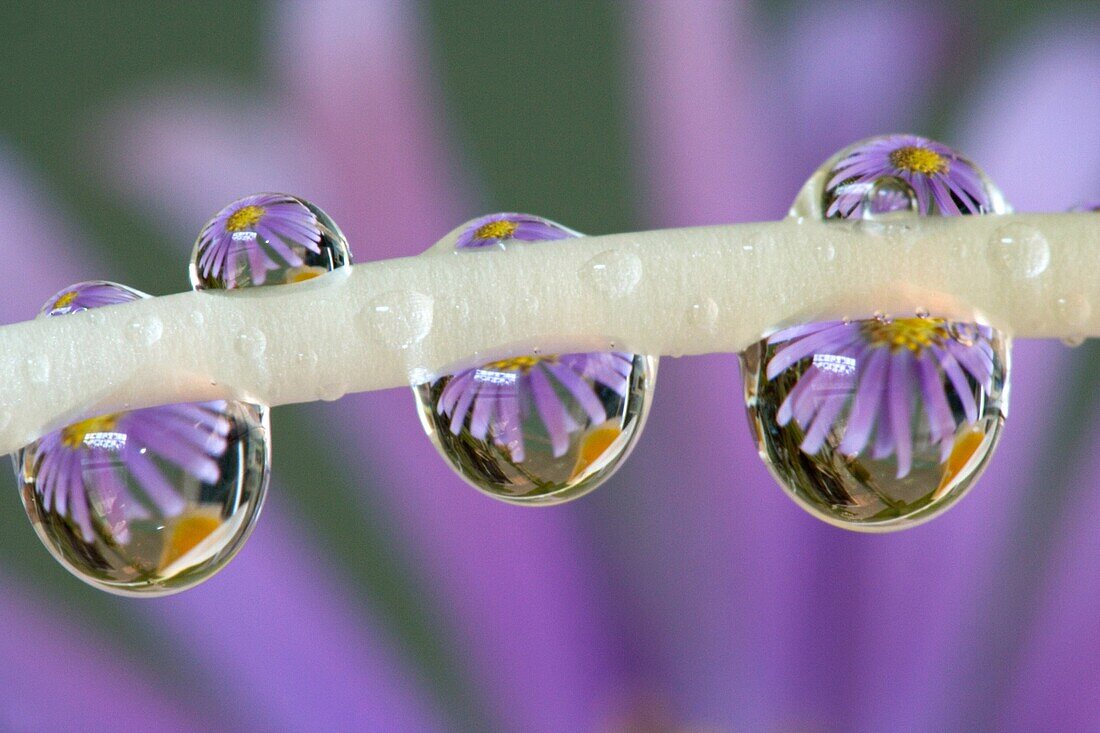 Flower reflected in the Dew Drops