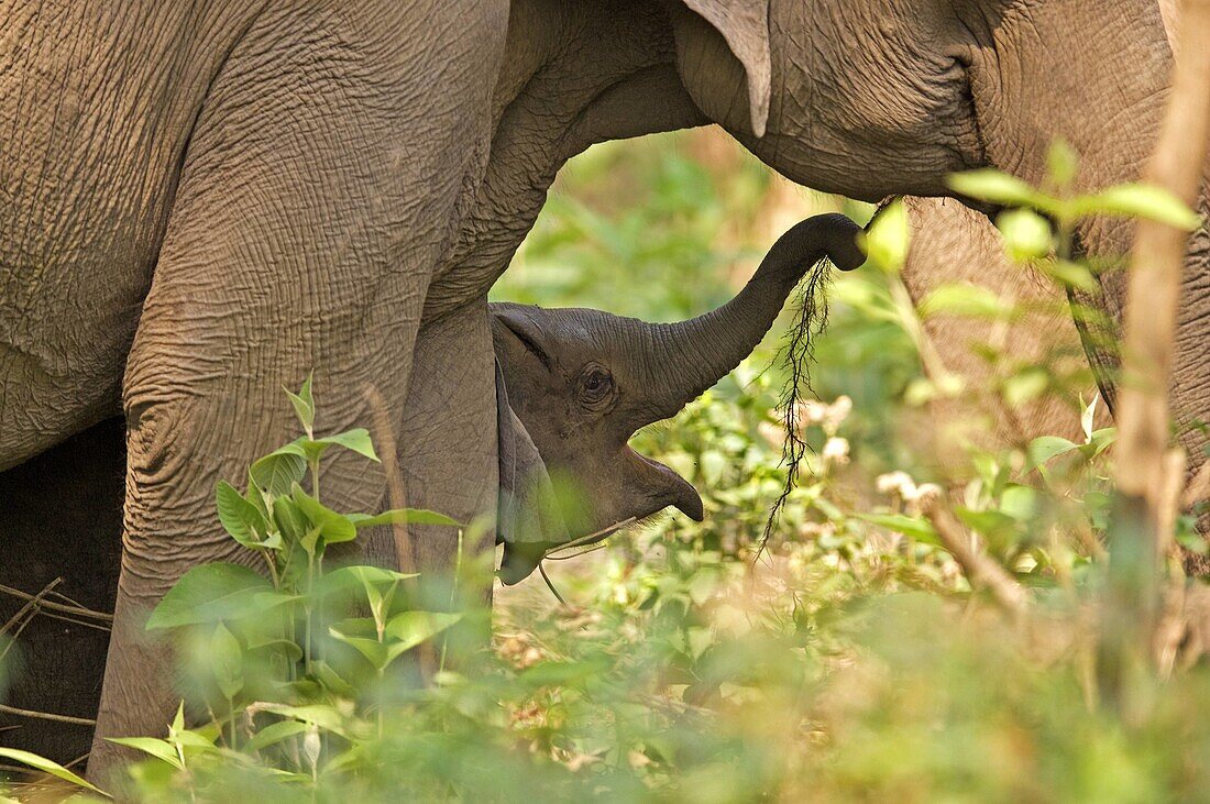Elephant calf playing along with mother