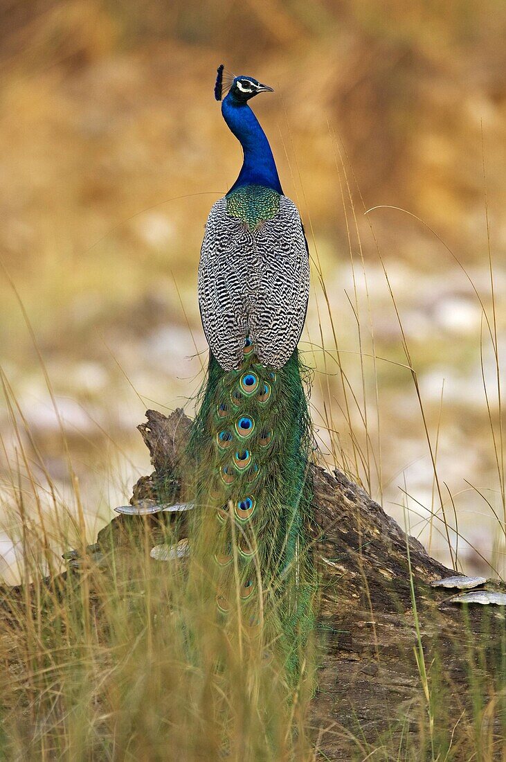 Most Elegant and and colourfull bird in India