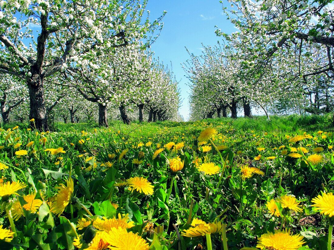 an apple orchard in the annapolis valley of nova scotia canada