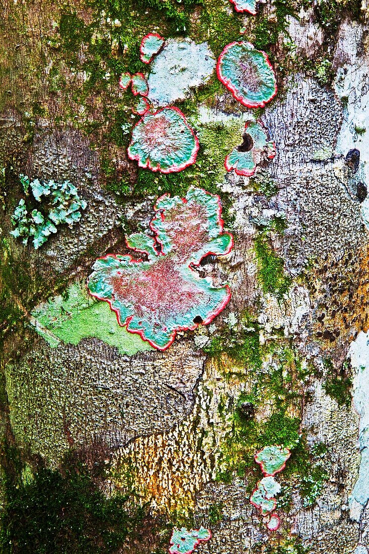 Christmas Lichen, Lichen encrusted Tree, James E Grey Preserve, New Port Richey, Florida