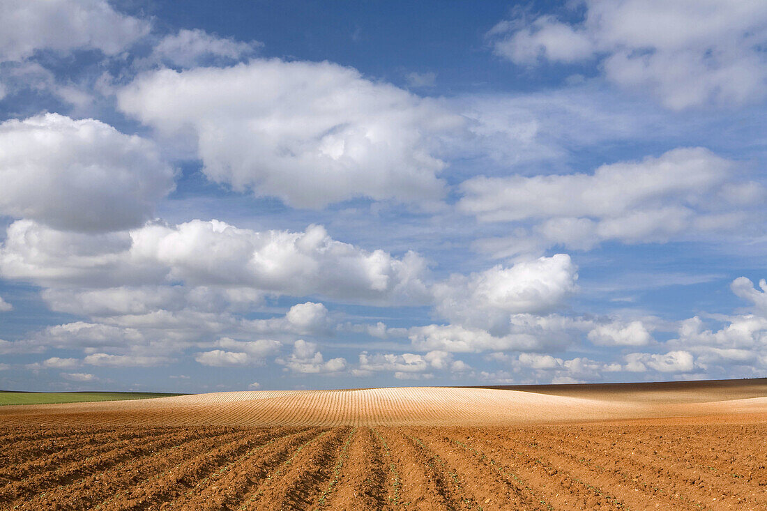 Steppe and cereal fields with no harvest  Agricultural landscape in Carrascal de Barregas  Salamanca  Castille and Leon  Spain