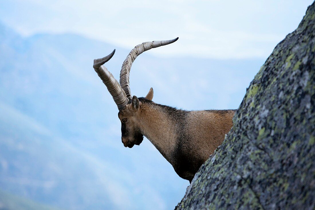 Male Spanish Ibex in Morezón peak 2 393 m next to the Circo de Gredos  Mountains of the Sierra de Gredos National Park  Navacepeda de Tormes  Ávila  Castilla y León  Spain