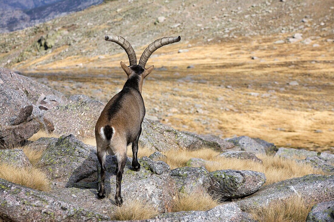 Male Spanish Ibex in Morezón peak 2 393 m next to the Circo de Gredos  Mountains of the Sierra de Gredos National Park  Navacepeda de Tormes  Ávila  Castilla y León  Spain