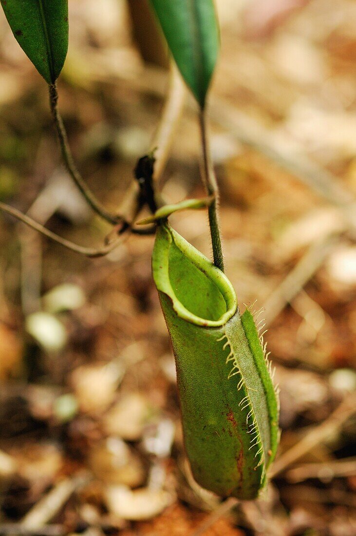 Great Pitcher-Plant  Nepenthes maxima)