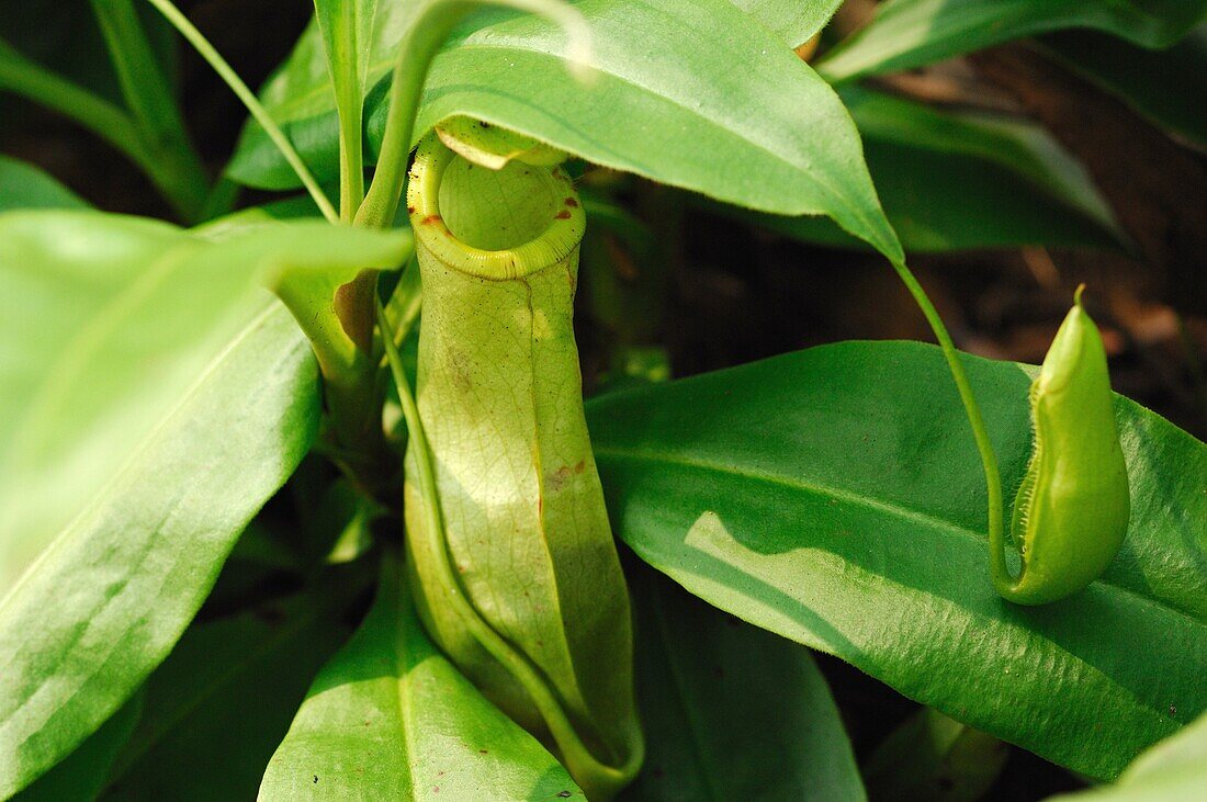 Great Pitcher-Plant  Nepenthes maxima)