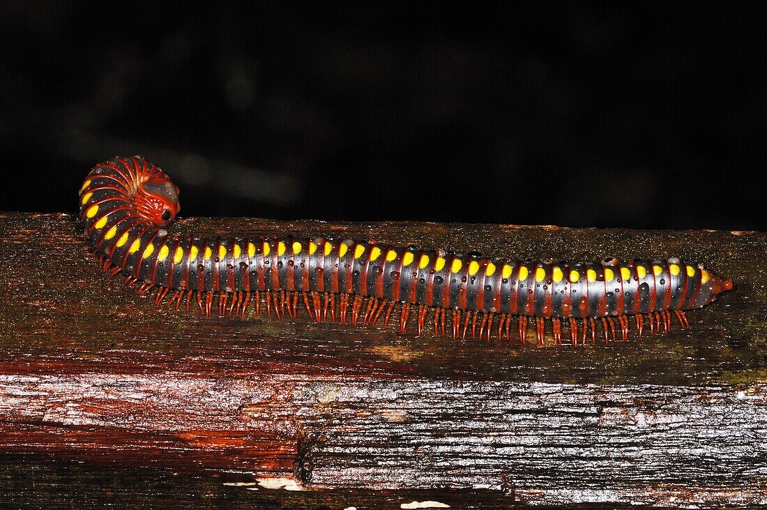 Insekt, Natur, Programmfehler, Tausendfuss, Verheerendes feuer, Wanze, U37-945683, agefotostock 