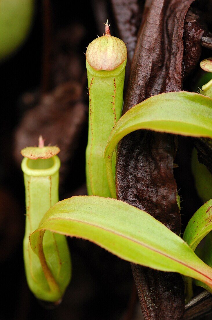 Botany, Carnivorous, Close-up, Closeup, Color, Colour, Daytime, Detail, Exterior, Focus, Green, Horizontal, Maxima, Nepenthes, Outdoor, Outdoors, Outside, Pitch, Pitcher, Pitching, Plant, Selective, Vegetation, Vertical, U37-930916, agefotostock 