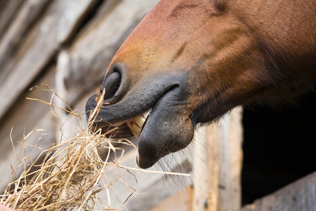 Close up, horse mouth