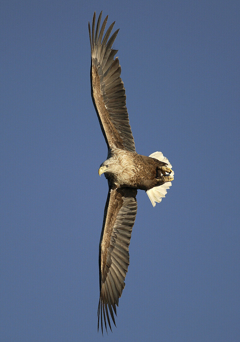 White-tailed Eagle  Haliaeetus albicilla)