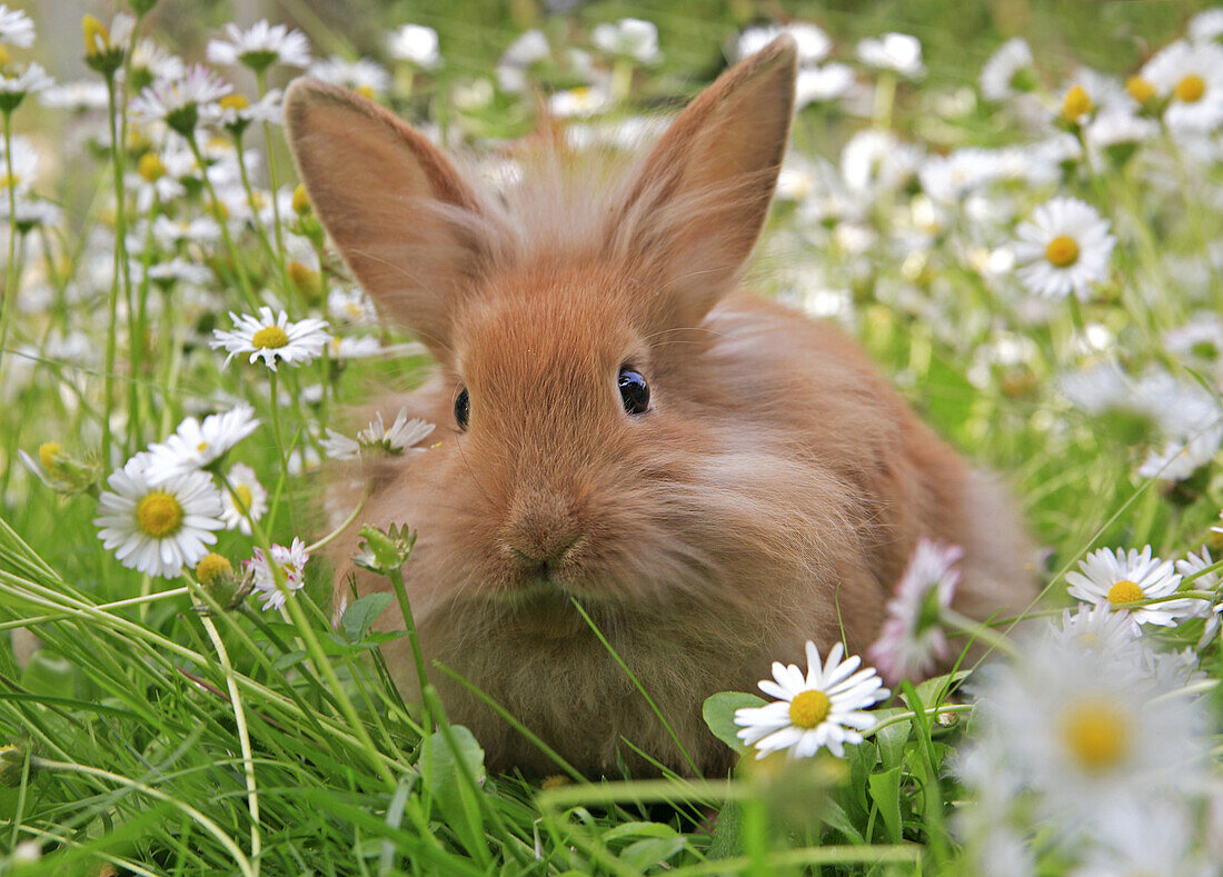 Rabbit in the grass