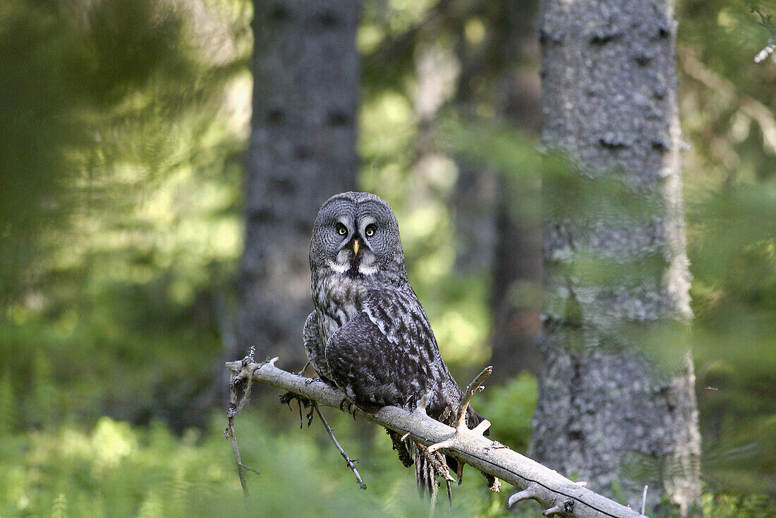 Great Grey Owl  Strix nebulosa), Lappuggla, Jämtland, Sweden